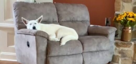 chien mot magique