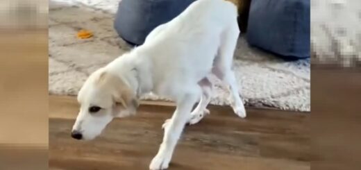 chien réapprend à marcher