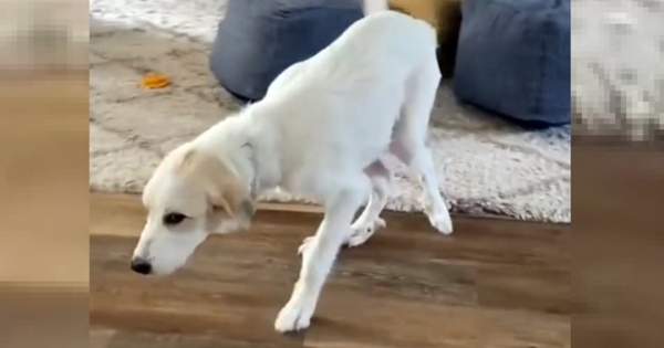 chien réapprend à marcher