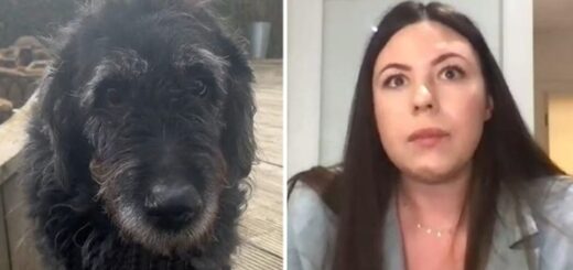 chien vomit en direct