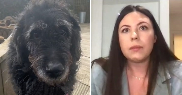 chien vomit en direct