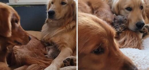 deux chiens disputent un chaton