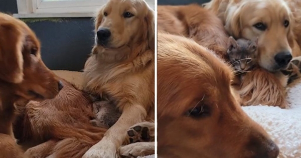 deux chiens disputent un chaton