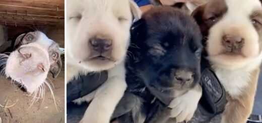 maman chien et ses 7 chiots