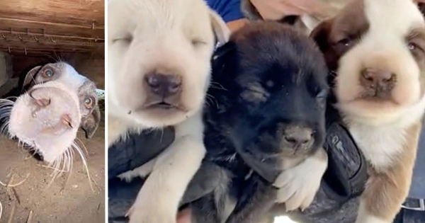 maman chien et ses 7 chiots