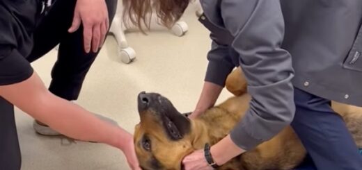 vétérinaire sauve berger allemand