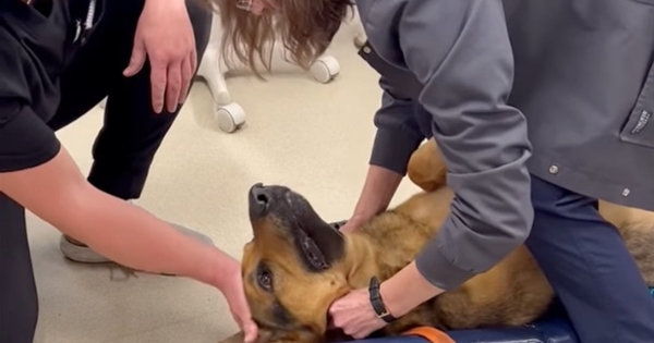 vétérinaire sauve berger allemand