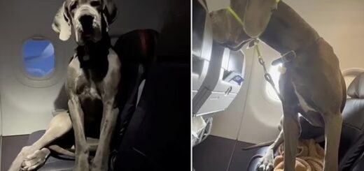 chien avion grand danois