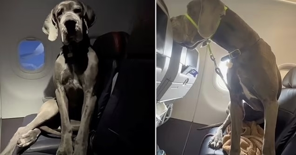 chien avion grand danois