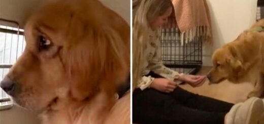 chien sauvé et adopté