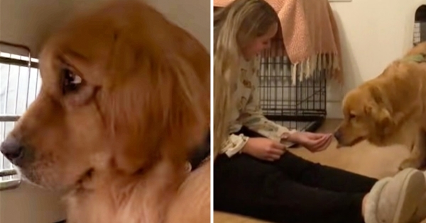 chien sauvé et adopté