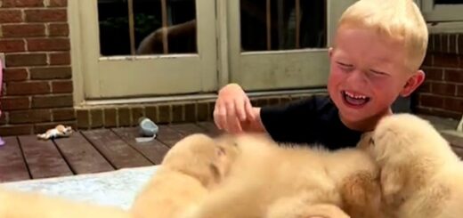 enfant encercle chiots golden retriever