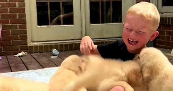 enfant encercle chiots golden retriever