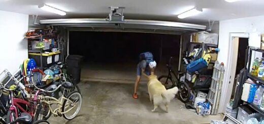 golden retriever cambrioleur