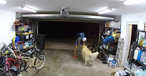 golden retriever cambrioleur