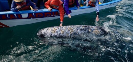 baleine demande de l'aide