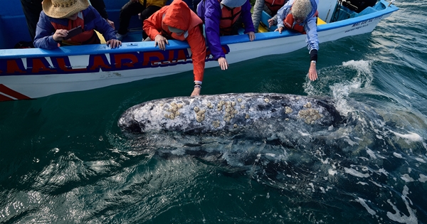 baleine demande de l'aide