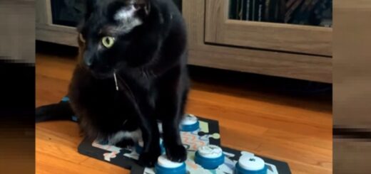 chat boutons sonores