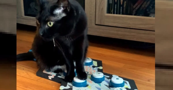 chat boutons sonores