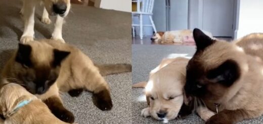 chat chiot qui pleure