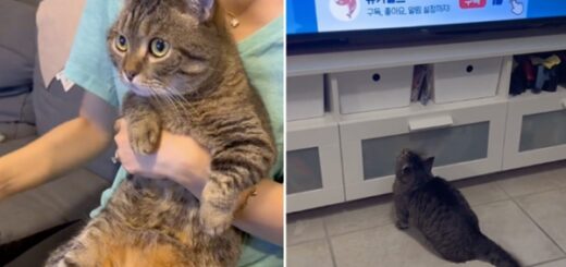 chat reaction musique