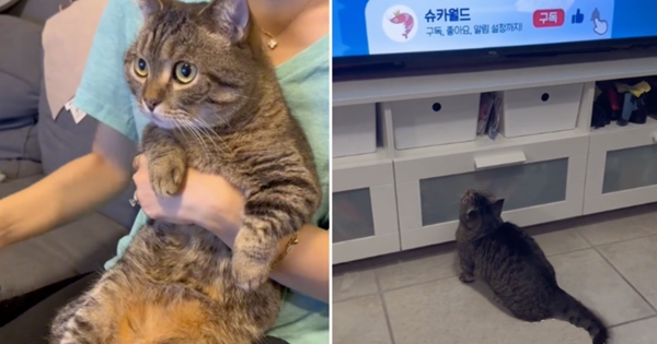 chat reaction musique