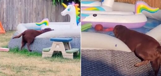 chien entrer piscine