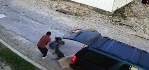 eleveur abandonne chiens