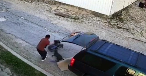 eleveur abandonne chiens