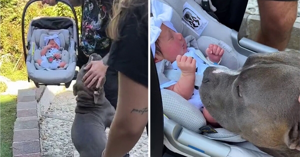 pitbull rencontre bébé
