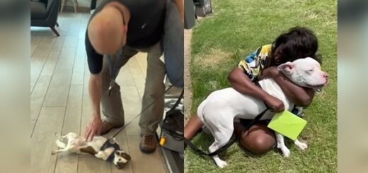 retrouvailles hotel chien