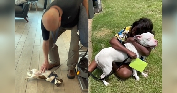 retrouvailles hotel chien