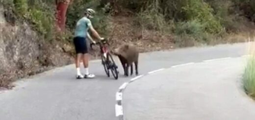 sanglier cicliste
