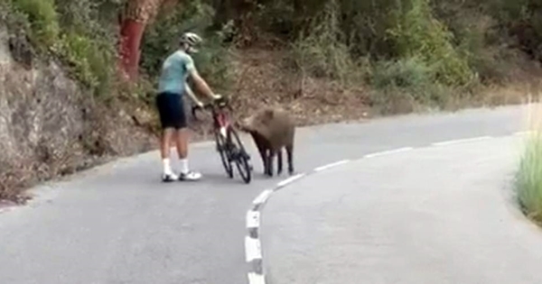 sanglier cicliste