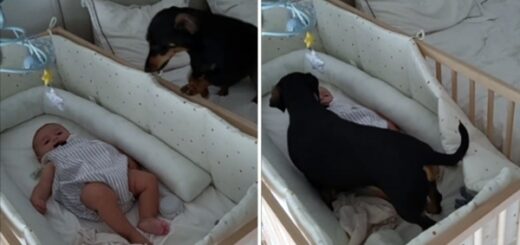 teckel réconforte bébé