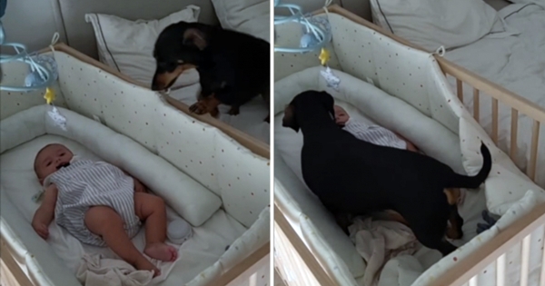 teckel réconforte bébé