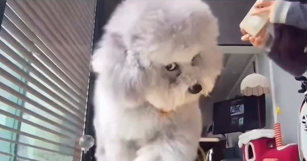 Pris en flagrant délit de bêtises ce chien attaque la caméra