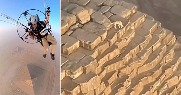 chien sommet pyramide